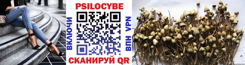 Псилоцибиновые грибы Psilocybe  купить наркоту  Сураж 